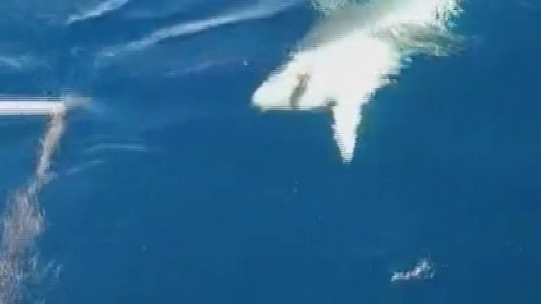 Hatay’da Köpek Balığı Paniği: Botu Batırabilir Diye Korktular! 1